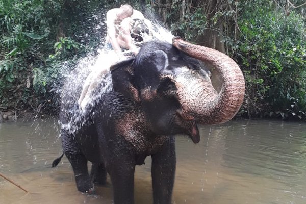 Spend half a day with Elephants