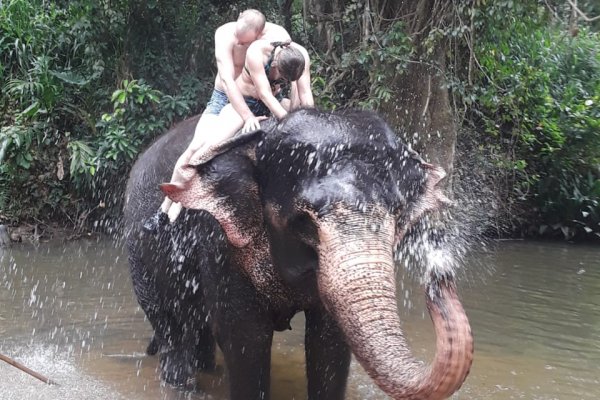 Spend half a day with Elephants