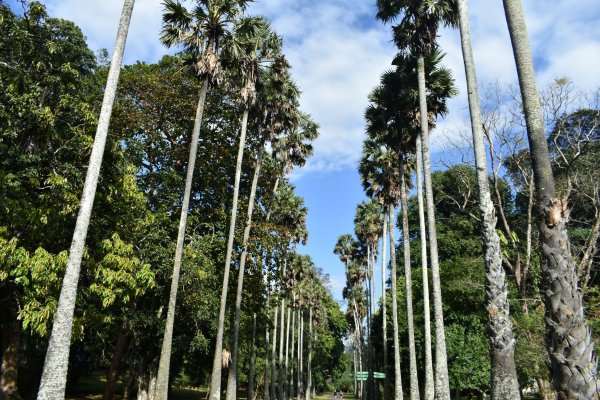 Visit Peradeniya botanical Garden
